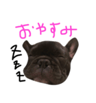 秋田のフレブル（個別スタンプ：2）