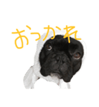 秋田のフレブル（個別スタンプ：3）