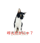 猫のポチ（個別スタンプ：1）