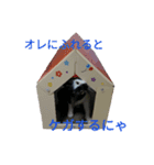 猫のポチ（個別スタンプ：3）
