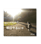 猫のポチ（個別スタンプ：5）