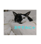 猫のポチ（個別スタンプ：6）