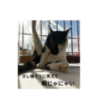 猫のポチ（個別スタンプ：7）