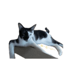 猫のポチ（個別スタンプ：8）
