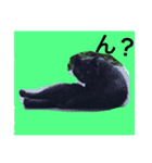 CAT TK（個別スタンプ：1）