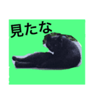 CAT TK（個別スタンプ：2）