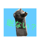 CAT TK（個別スタンプ：3）