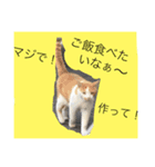 CAT TK（個別スタンプ：4）