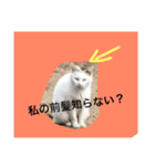 CAT TK（個別スタンプ：5）