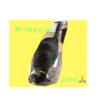 CAT TK（個別スタンプ：6）