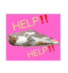 CAT TK（個別スタンプ：7）