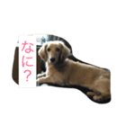 ダックスフンドKEN（個別スタンプ：2）