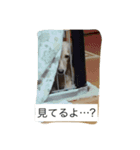 ダックスフンドKEN（個別スタンプ：8）