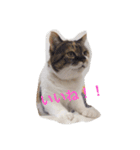 田中さんちのにゃんこ（個別スタンプ：3）