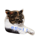 田中さんちのにゃんこ（個別スタンプ：4）
