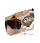 田中さんちのにゃんこ（個別スタンプ：7）