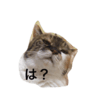 田中さんちのにゃんこ（個別スタンプ：9）