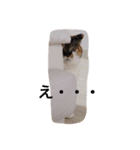 田中さんちのにゃんこ（個別スタンプ：10）
