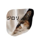 田中さんちのにゃんこ（個別スタンプ：14）