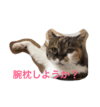 田中さんちのにゃんこ（個別スタンプ：16）