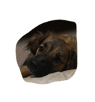 犬家族（個別スタンプ：1）