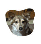 犬家族（個別スタンプ：2）