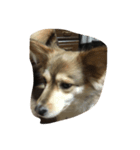 犬家族（個別スタンプ：3）