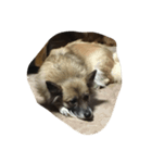犬家族（個別スタンプ：4）