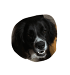 犬家族（個別スタンプ：6）