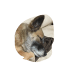 犬家族（個別スタンプ：8）