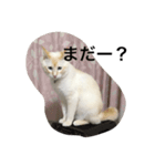 保護猫ラテさん（個別スタンプ：8）