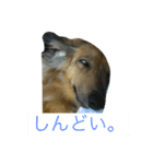 ペコさんスタンプ（個別スタンプ：4）