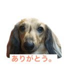 ペコさんスタンプ（個別スタンプ：5）