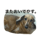 ペコさんスタンプ（個別スタンプ：7）