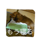 ペコさんスタンプ（個別スタンプ：8）