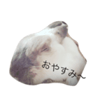 うさぎのこたろうさん（個別スタンプ：3）