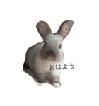 うさぎのこたろうさん（個別スタンプ：5）