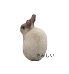 うさぎのこたろうさん（個別スタンプ：7）