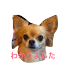 ワチチ（個別スタンプ：1）