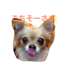 ワチチ（個別スタンプ：6）