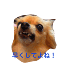 ワチチ（個別スタンプ：7）