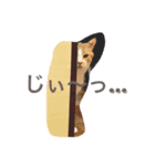 ぼくチャーちゃん（個別スタンプ：1）