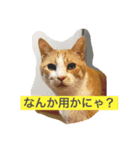 ぼくチャーちゃん（個別スタンプ：2）