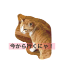 ぼくチャーちゃん（個別スタンプ：5）
