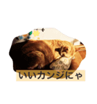 ぼくチャーちゃん（個別スタンプ：7）