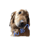 あたしんちの犬（個別スタンプ：1）