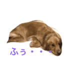 あたしんちの犬（個別スタンプ：2）