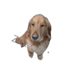 あたしんちの犬（個別スタンプ：4）
