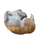 あたしんちの犬（個別スタンプ：6）