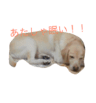 あたしんちの犬（個別スタンプ：7）